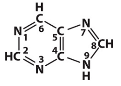 What is the structure of a purine?