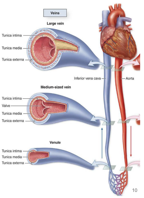 <p>venules, medium veins, large veins</p><ul><li><p>carry blood to the heart (oxygenated and deoxygenated)</p></li><li><p>superficial veins travel in subcutaneous tissue</p></li><li><p>deep veins travel between skeletal muscles</p></li><li><p>open multiple veins per artery</p></li></ul><p></p>