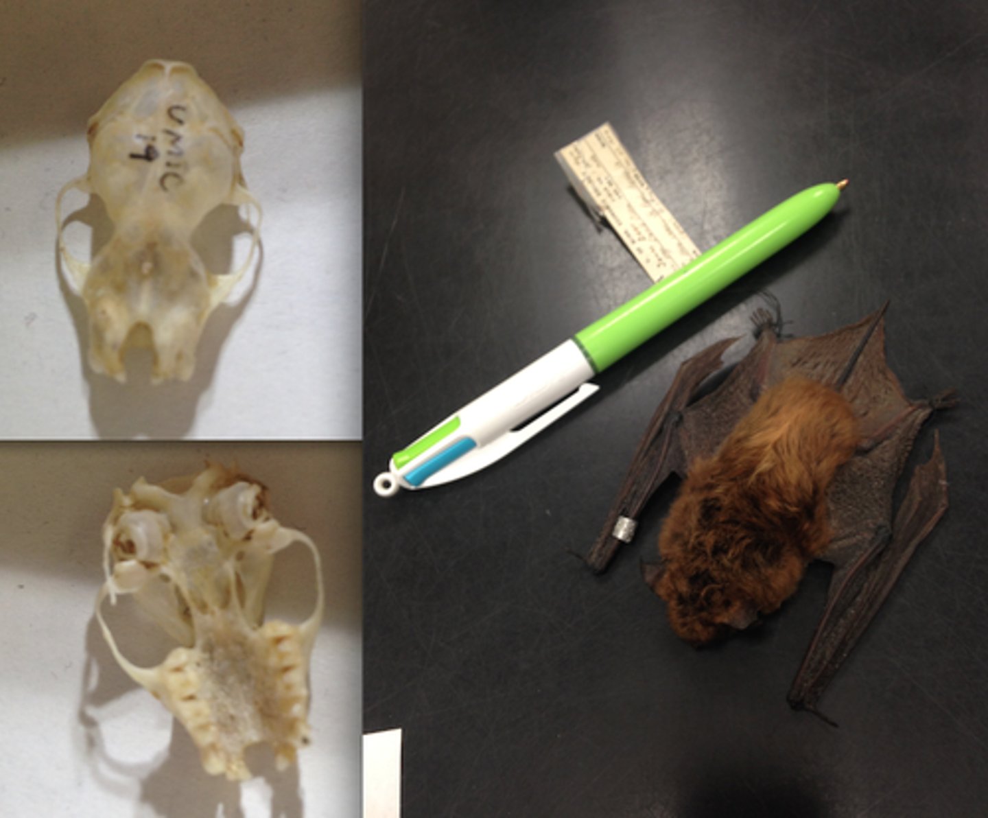 <p>Clade, order, and family?</p>