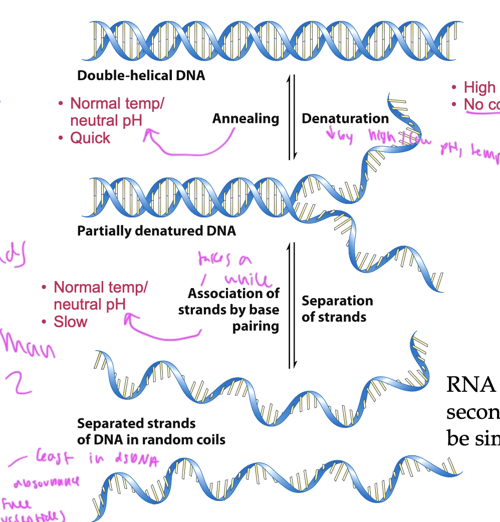 <p>causes dsDNA to turn ss</p><ul><li><p>can be caused by temp, pH, or ionic strength</p></li><li><p>incr ionic strength (salt conc) or G/C content (since they have 3 not 2 h-bonds) causes the melting temp of the DNA to incr</p></li></ul><p></p>