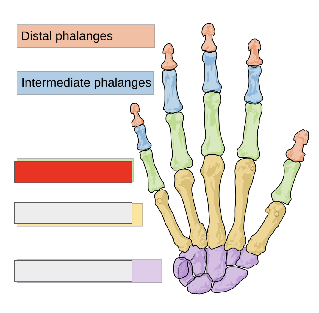 <p>Name the covered bone</p>