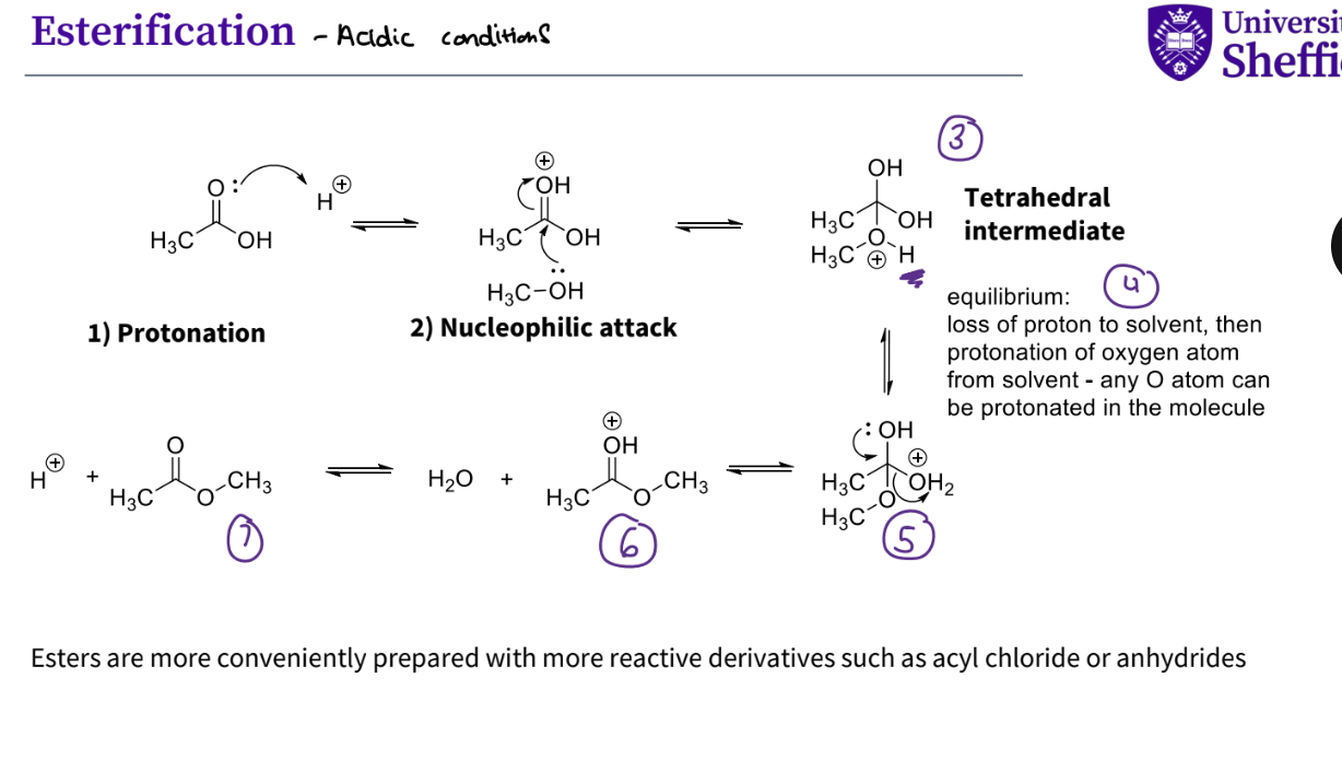<ol><li><p>protonation - lone pair attacks a proton ,it forms a bond with oh , oxygen now has a + ve charge because it is forming too many bonds </p></li><li><p>nucleophilic attack, lone pair on the oh on an alcohol attacks the carbon on carbonyl group , the double bond breaks to squash the positive charge on oxygen </p></li><li><p>a tetrahedral intermediate is formed , there is a + ve charge on the oxygen that has just attached to the carbon&nbsp;</p></li><li><p>there is an equilibrium , the proton is lost to the solvent , then protonation of the oxygen atom from solvent , any oxygen atom can be protonated in the molecule&nbsp;</p></li><li><p>the lone pair on the oh forms a double bond and the oh2 ( protonated oxygen that has a + ve charge ) leaves&nbsp;</p></li><li><p>there is still a positive charge on the hydroxyl oxygen so that leaves</p></li><li><p>&nbsp;you have your ester and H +&nbsp;</p></li></ol><p></p><p></p><p></p>