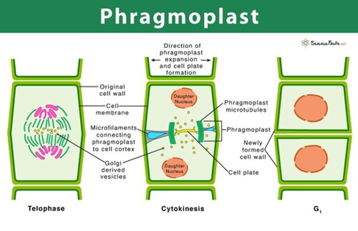 <p>a specialized structure used in cytokinesis to separate two new cells, builds a new cell membrane starting from the inside and moving outwards to the parental cell wall</p><p>found in the Charophyceae, Zygnematophyceae, Coleochaetophyceae, and Embryophyta</p>
