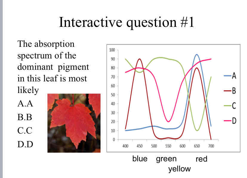 <p>Practice Question (Color Absorption) - <span style="color: red">The absorption spectrum of the dominant &nbsp;pigment in this leaf is most likely ?</span></p>