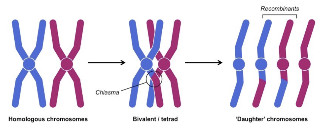 <p>Crossing over</p>