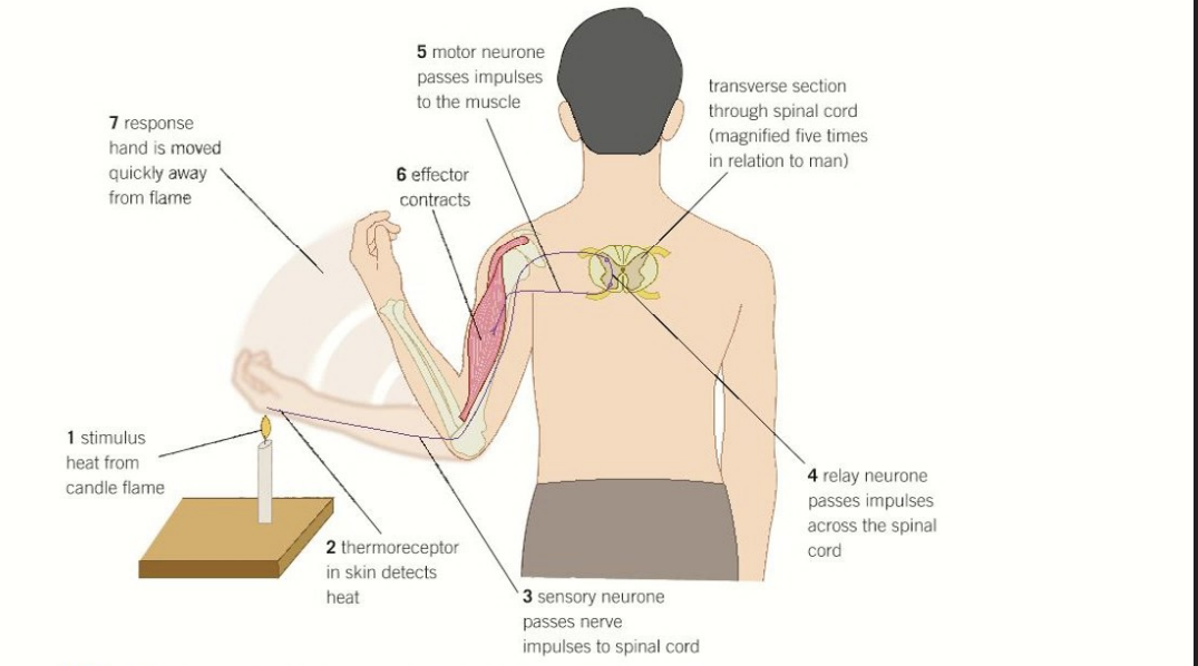 <p>Receptor → Sensory Neurone → Relay Neurone → Motor Neurone</p><ul><li><p>Receptor:<strong> Detects stimuli</strong> and <strong>creates an action potential</strong> in the sensory neurone</p></li><li><p>Sensory Neurone: Carries <strong>impulse to spinal cord</strong></p></li><li><p>Relay Neurone: Connects sensory neurone to motor neurone</p></li><li><p>Motor Neurone: Carries impulse to effector</p></li></ul><p></p>