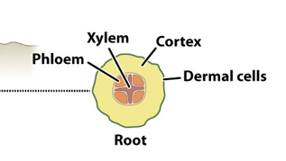 <ol><li><p>ground cells of cortex tissue </p></li><li><p>vascular cells of vascular bundles </p></li><li><p>dermal cells of dermal tissue</p></li></ol><p></p>