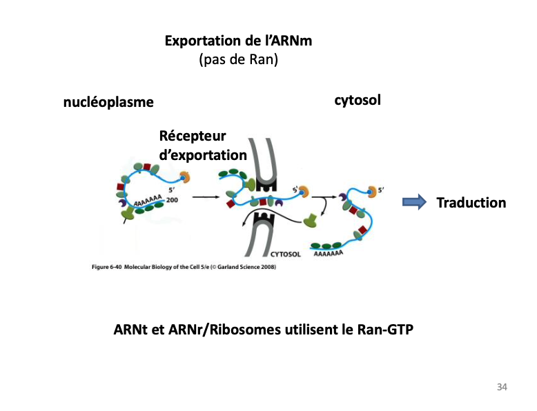 <p></p><ul><li><p><strong>ARNt et ARNr et Ribosomes</strong> → transport <strong>dépendant de Ran-GTP</strong>.</p></li><li><p><strong>ARNm</strong> → transport <strong>indépendant de Ran</strong>, sort directement par le pore nucléaire via des protéines adaptatrices spécifiques.</p></li></ul><p></p>