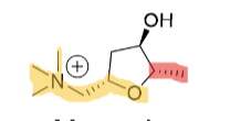 <p>Agonist</p>