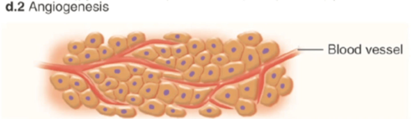 <p>secretion of growth factors to promote blood vessel development to the tumor</p>