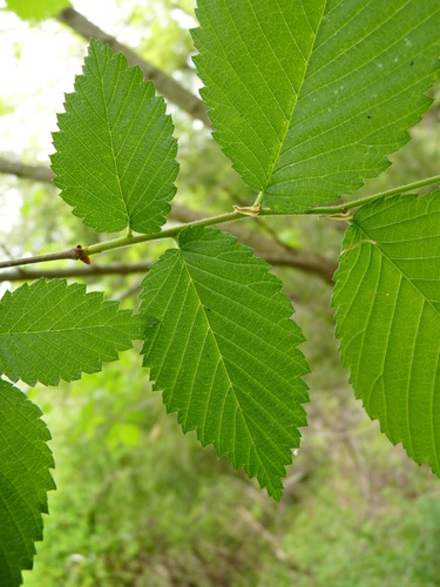 <p>Ulmus americana, Ulmaceae</p>