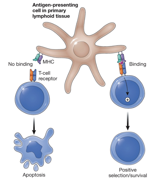 <p>only T cells that have moderate affinity for self-MHC + peptide recieve a survival signal</p>
