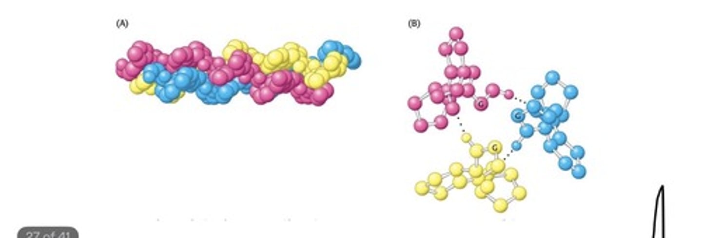 <p>- Collagen is a structural protein that is a component of skin,</p><p>bone, tendons, cartilage, and teeth.</p><p>• Collagen consists of three intertwined helical polypeptides</p><p>chains that form a superhelical cable</p><p>- The helical polypeptide chains of collagen are not α helices</p>