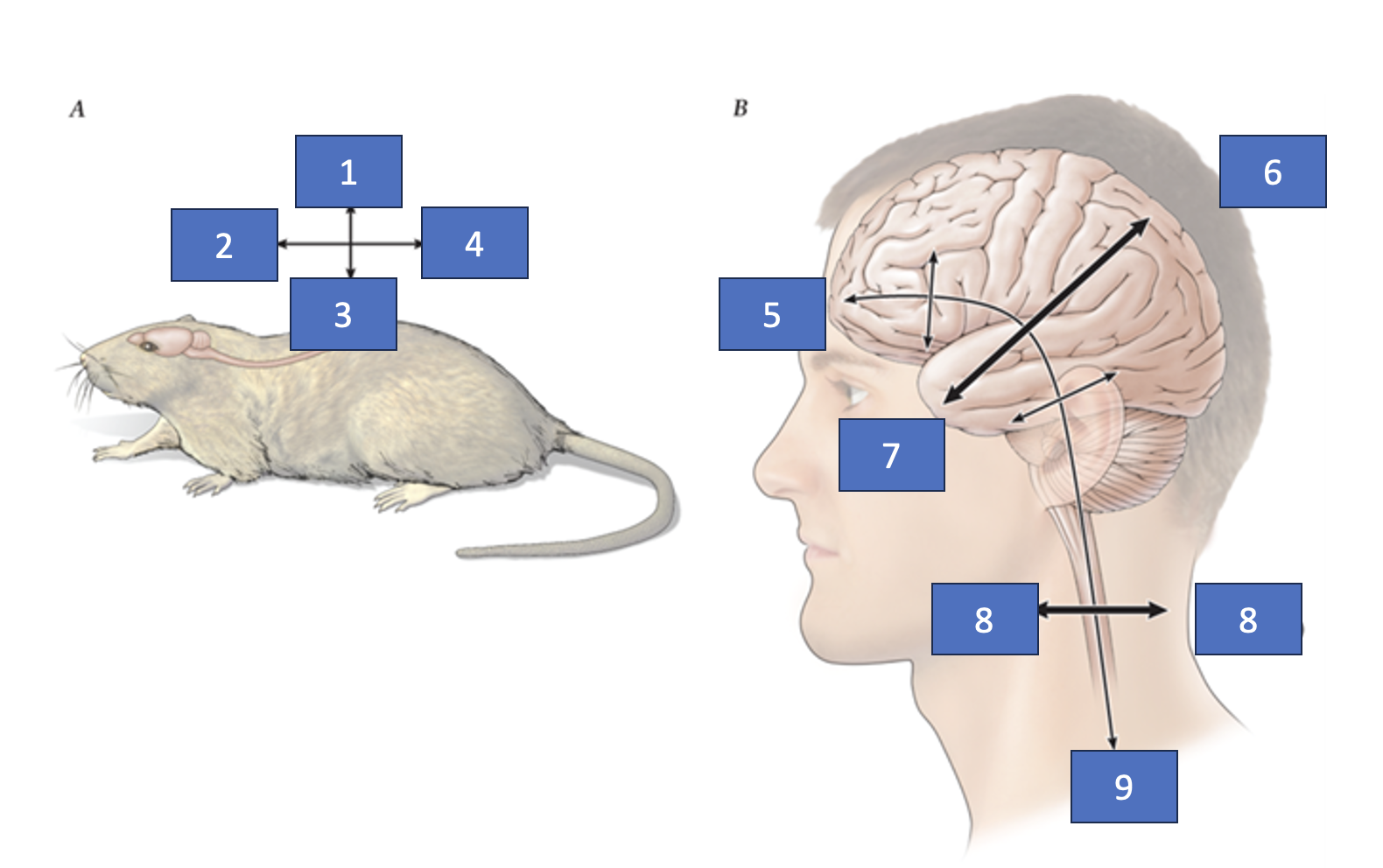 <p>What structure is labeled 1?</p>