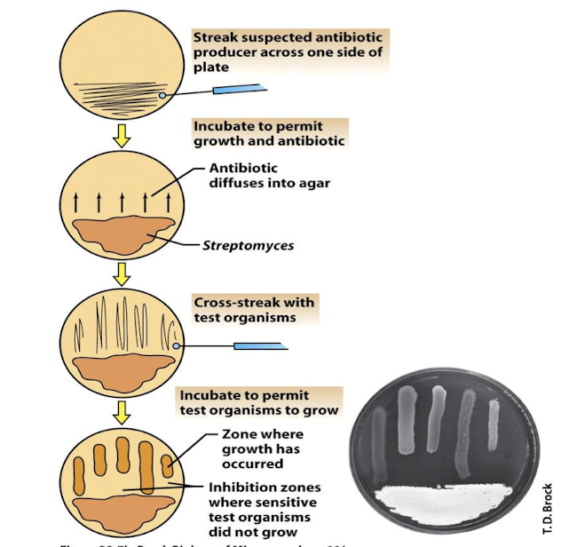 <p>Looking for inhibition zones against multiple organisms post, initial streak of a new m/o to evaluate effectiveness across different bacterial species. </p>