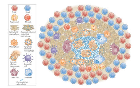 <p><span>What is the name of the highly organized immune cell structure shown below?</span></p>