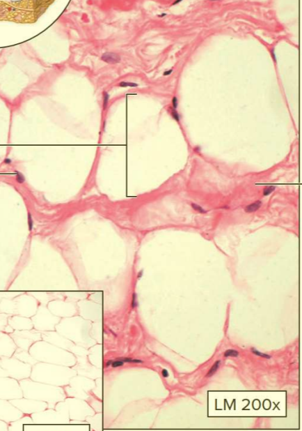 <p>What type of tissue?</p>
