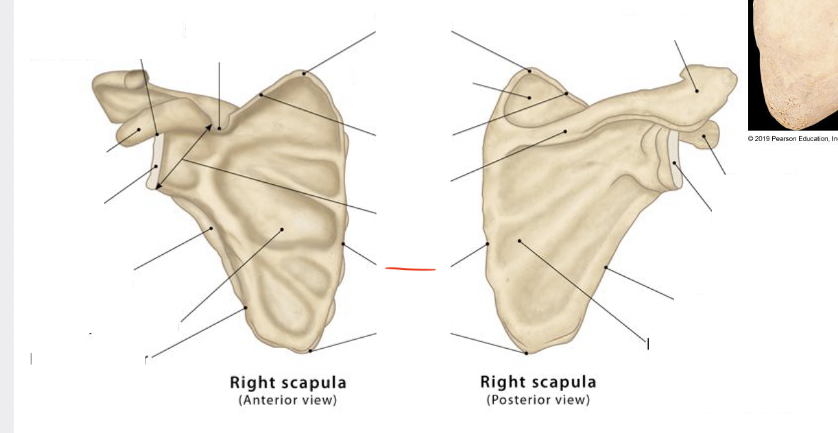 <p>next to vertebral column</p>