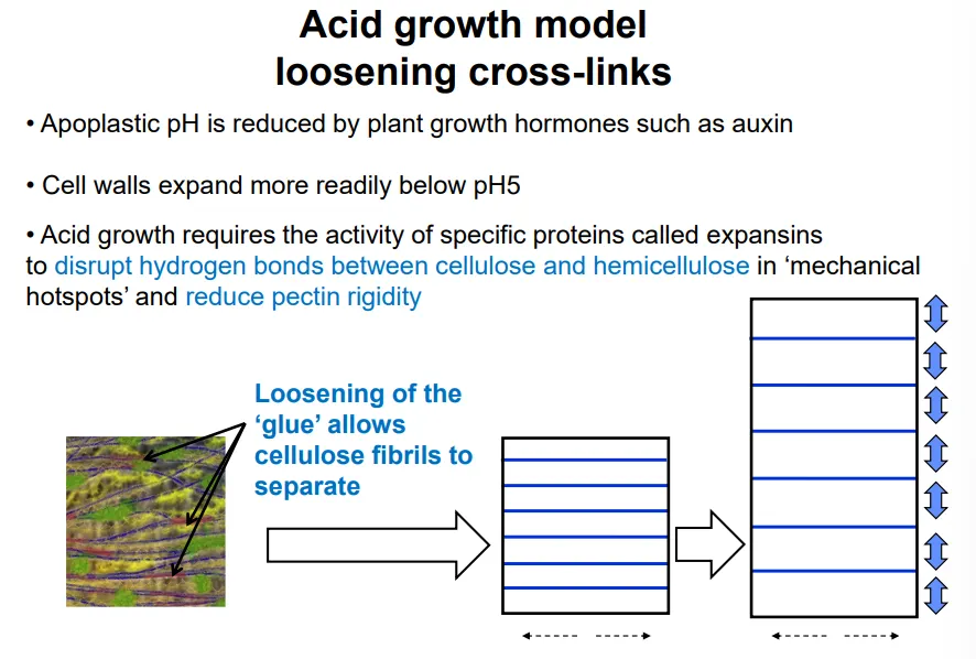 <ul><li><p>cell growth requires the <strong>loosening </strong>of the cell wall <strong>crosslinking</strong>, and the <strong>increase </strong>of<strong> turgor pressure</strong>, according to the <strong>lockhart equation: R = ɸ(P-Y)</strong></p></li><li><p>cell expansion happens when <strong>P</strong>, pressure <strong>> Y</strong>, the yield threshold</p></li><li><p>this is determined by the <strong>wall extensibility</strong>, ɸ (determined by cross linking)</p></li><li><p>the cross linking is <strong>weakened </strong>by <strong>acidic </strong>extracellular pHs (< 5), caused by hormones eg. <strong>auxins </strong></p></li><li><p>this triggers <strong>expansin </strong>proteins to <strong>disrupt H bonds </strong>between <strong>cellulose </strong>and <strong>hemicellulose </strong>and reduce <strong>pectin rigidity</strong></p></li></ul><p></p><ul><li><p>local cell wall loosening at the <strong>apical meristem </strong>initiates new <strong>organ formation</strong></p></li><li><p>it can also be used to <strong>detect abiotic/biotic stress </strong>(eg. pectin degradation by pathogens) </p></li></ul><p></p>