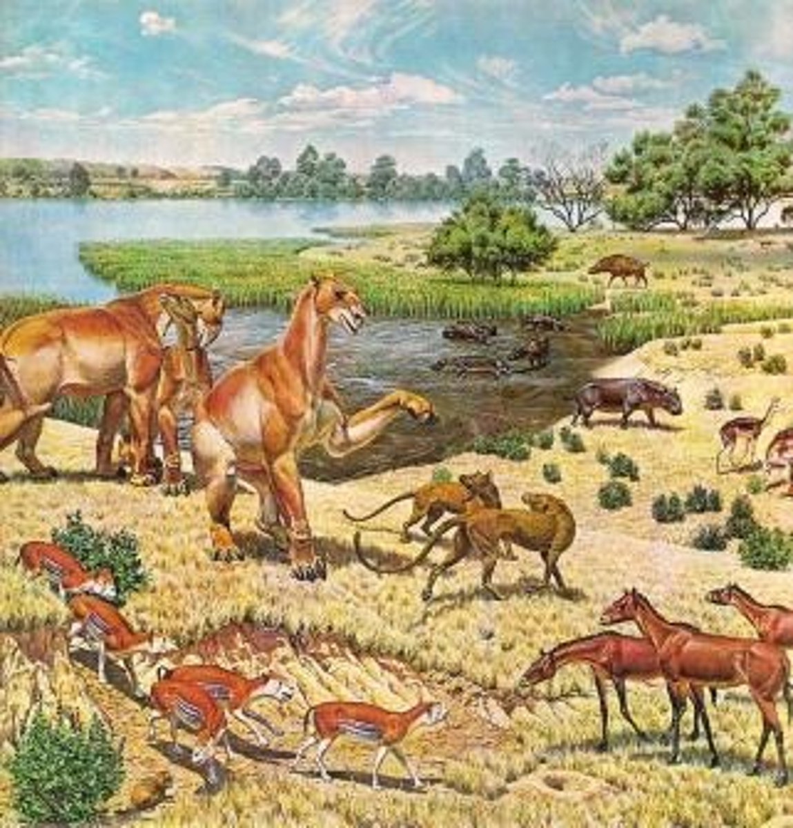 <p>They were extremely large flightless birds, 3-10 ft (1-3 m) tall, weighing up to 223 lbs (101 kg).</p>