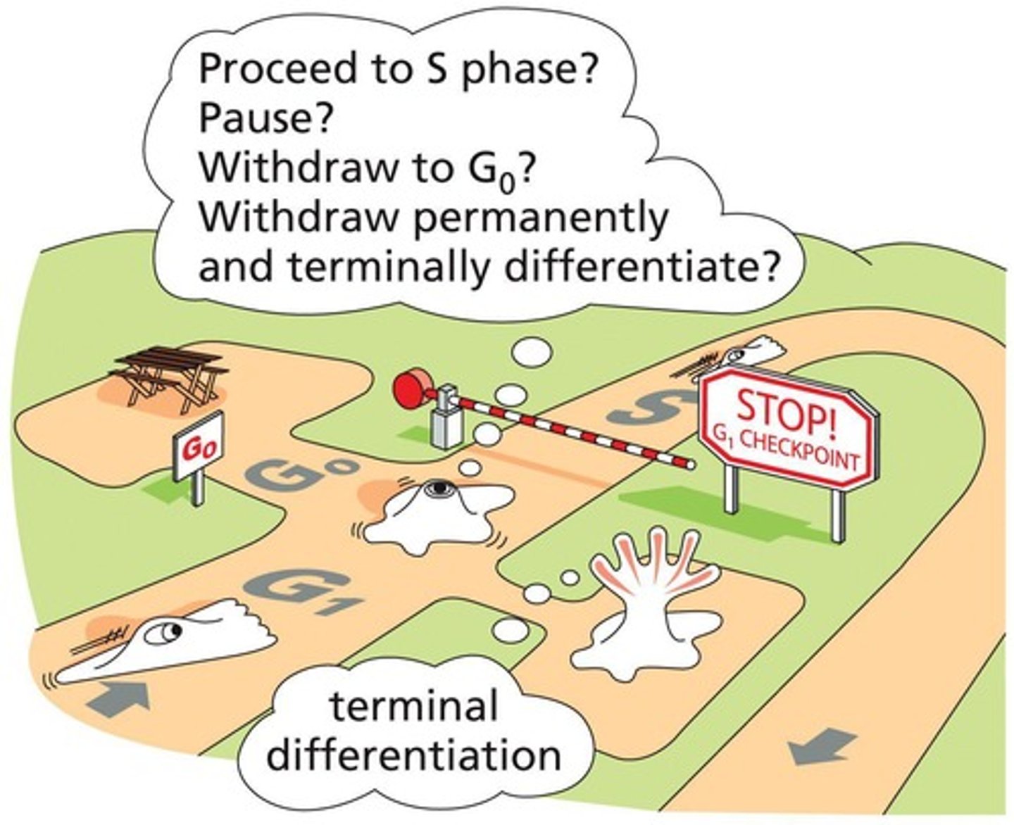 <p>The cell integrates multiple signals to determine its next activity, including activation of G1 and G1/S Cdks.</p>