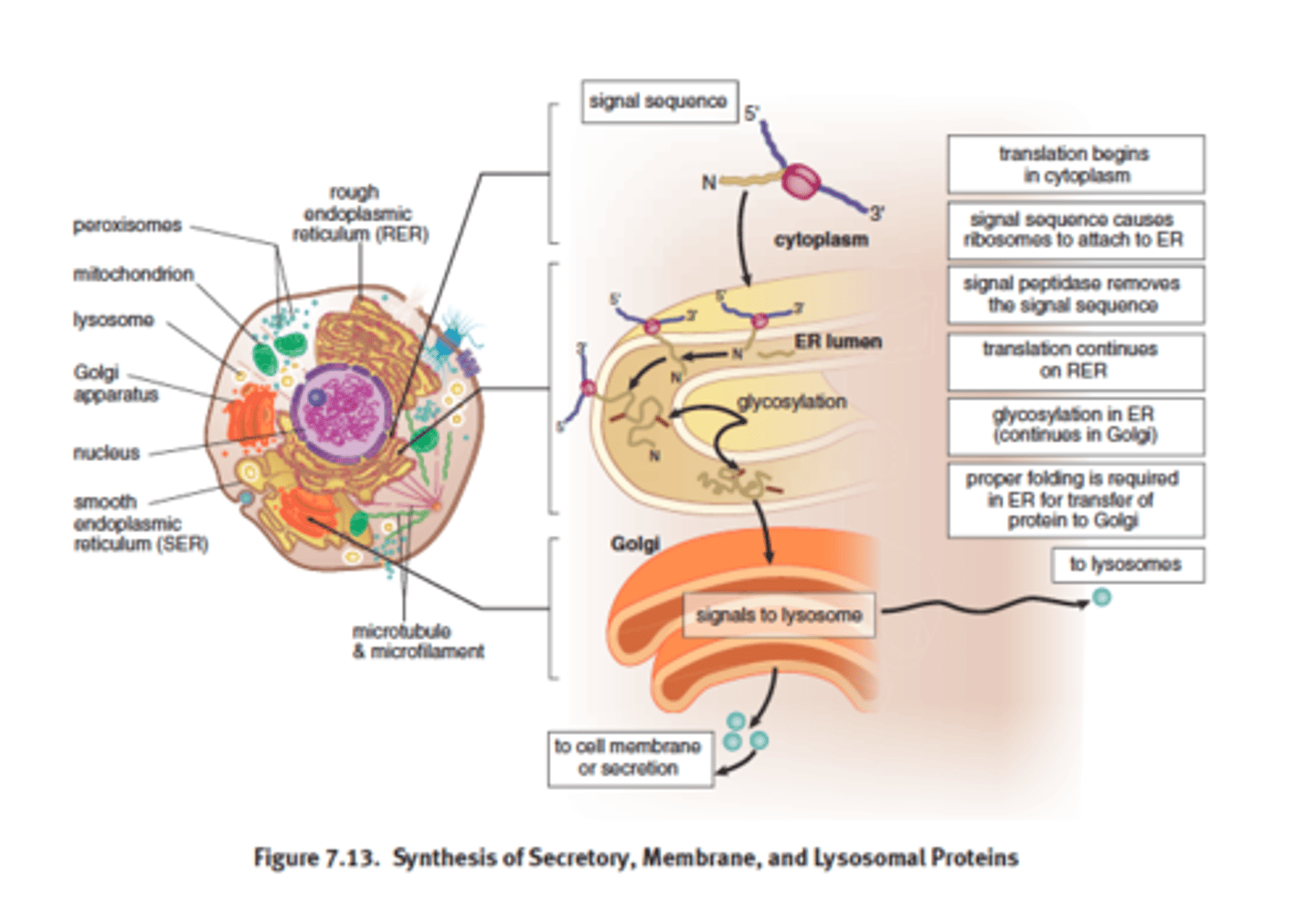<p>some eukaryotic proteins contain to direct ribosome to move the ER so that protein can be translated directly into the lumen of RER --> Golgi --> vesicle via exocytosis</p><p>OR direct proteins to nucleus, lyosomes or CM</p>