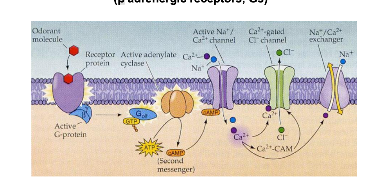 <ol><li><p>odorant molecule binds to G protein </p></li><li><p>G protein is activated by exchanging GDP for GTP</p></li><li><p>G protein stimulates AC which converts ATP into cAMP</p></li><li><p>cAMP activates cyclic nucleotide-gated Na+/Ca2+ channel, allowing Na+ and Ca2+ ions to enter the cell</p></li><li><p>influx of Ca2+ leads to additional signaling events including activation of Ca2+gated Cl- channels which results in Cl- efflux, further depolarizing thee cell</p></li><li><p>some Ca2+ binds to calmodulin (CAM) → modulating additional signaling pathways and facilitating ion exchange thru Na+/Ca2+ exchanger</p></li></ol><p></p><ul><li><p>GPCR can regulate ion channels thru either direct interaction or 2nd messenger-mediated mechanism</p></li></ul><p></p>
