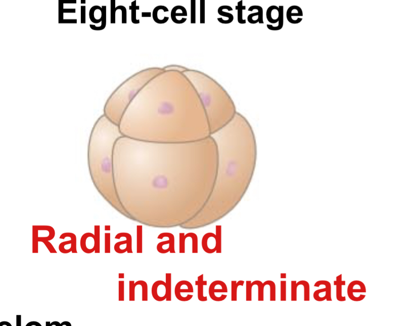 <p>In deuterostome development, cleavage is:</p>