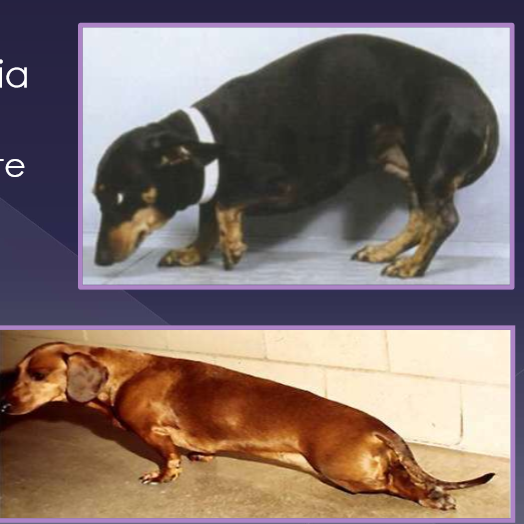 <ul><li><p>paraspinal hyperesthesia</p><ul><li><p> abdominal discomfort </p></li><li><p>reluctance to ambulate </p></li><li><p>hunched back </p></li><li><p>guarded neck </p></li><li><p>vocalization </p></li><li><p>forelimb lameness </p><ul><li><p><strong>nerve root signature </strong></p></li></ul></li><li><p>ataxia / paresis </p></li><li><p>paralysis (plegia) </p></li></ul></li></ul><p></p>