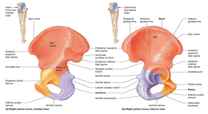 <p>forms superior portion of coxal bone</p>