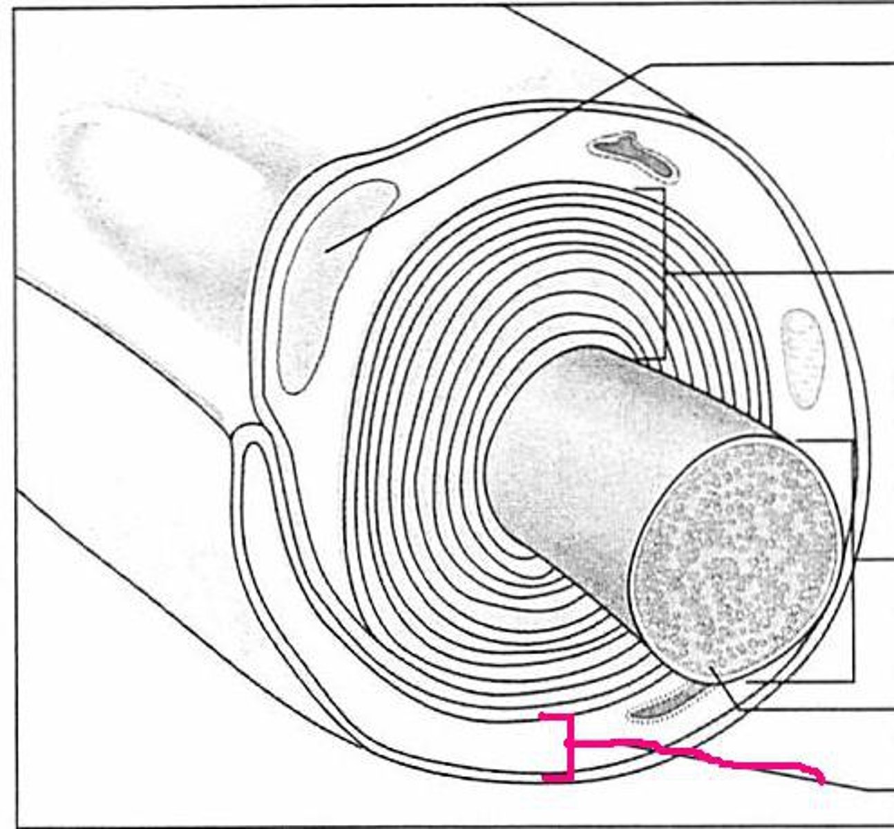 <p>additional external myelin sheath that is formed by Schwann cells and found only on axons in the peripheral nervous system</p>