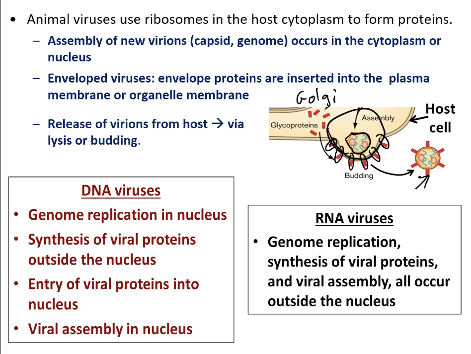 <p><strong><span>Animal Virus Life Cycle: </span></strong><span><strong><span>Biosynthesis</span></strong></span></p>