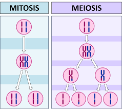 <p>Chromosomes are copied by DNA replication</p><p>copies of chromosomes separate during cell division</p><p>Mitosis - copies of each pair of chromosome go to daughter cells</p><p>Meiosis - half of each chromosome pair goes to each cell</p>