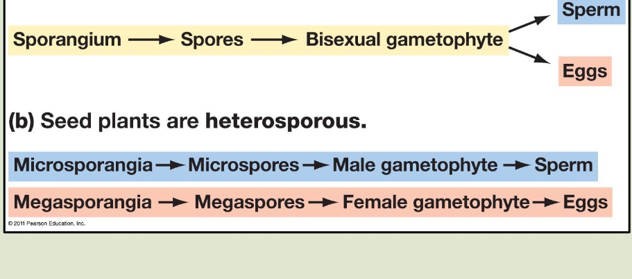 <p><strong>Heterospory</strong> is the production of <strong>two types of spores</strong>, which develop into separate male and female gametophytes. This adaptation improves reproductive efficiency and survival.</p><p><strong>Two Types of Spores:</strong></p><ul><li><p class=""><strong>Microspores</strong> → Develop into <strong>male gametophytes</strong> (pollen) (sperm).</p></li><li><p class=""><strong>Megaspores</strong> → Develop into <strong>female gametophytes</strong> (inside ovules) (eggs).</p></li></ul><p><strong>Why Heterospory is Important:</strong></p><p class=""><span data-name="check_mark_button" data-type="emoji">✅</span> <strong>Increases Genetic Diversity</strong> → Separate male &amp; female gametophytes encourage cross-fertilization.<br><span data-name="check_mark_button" data-type="emoji">✅</span> <strong>Protects Gametes</strong> → Female gametophyte stays inside the ovule for protection.<br><span data-name="check_mark_button" data-type="emoji">✅</span> <strong>No Water Needed</strong> → Pollen carries sperm directly to the egg.</p><p class=""><span data-name="seedling" data-type="emoji">🌱</span> <strong>Bryophytes</strong> (mosses, liverworts, hornworts) </p><ul><li><p class=""><span data-name="check_mark_button" data-type="emoji">✅</span> <strong>Homosporous</strong></p></li><li><p class="">One kind of spore → grows into a <strong>gametophyte</strong> that makes both <strong>egg &amp; sperm</strong></p></li></ul><p> </p><p> <span data-name="herb" data-type="emoji">🌿</span> <strong>Seedless Vascular Plants</strong> </p><ul><li><p class="">Includes <strong>ferns, club mosses, horsetails</strong></p></li><li><p class=""><span data-name="scales" data-type="emoji">⚖</span> <strong>Most are homosporous</strong>, <strong>some are heterosporous</strong></p><ul><li><p class="">Example:</p><ul><li><p class=""><strong>Ferns</strong> = <strong>homosporous</strong></p></li><li><p class=""><strong>Some club mosses &amp; water ferns</strong> = <strong>heterosporous</strong></p></li></ul></li></ul></li></ul><p> <span data-name="cherry_blossom" data-type="emoji">🌸</span> <strong>Seed Plants</strong> (gymnosperms &amp; angiosperms) </p><ul><li><p class=""><span data-name="check_mark_button" data-type="emoji">✅</span> <strong>Always heterosporous</strong></p></li><li><p class="">Produce:</p><ul><li><p class=""><strong>Microspores</strong> → male gametophyte (inside pollen)</p></li><li><p class=""><strong>Megaspores</strong> → female gametophyte (inside ovule)</p></li></ul></li></ul><p></p>