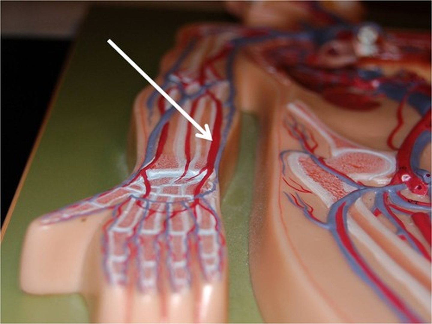 <p>An artery that supplies blood to the medial forearm and hand.</p>