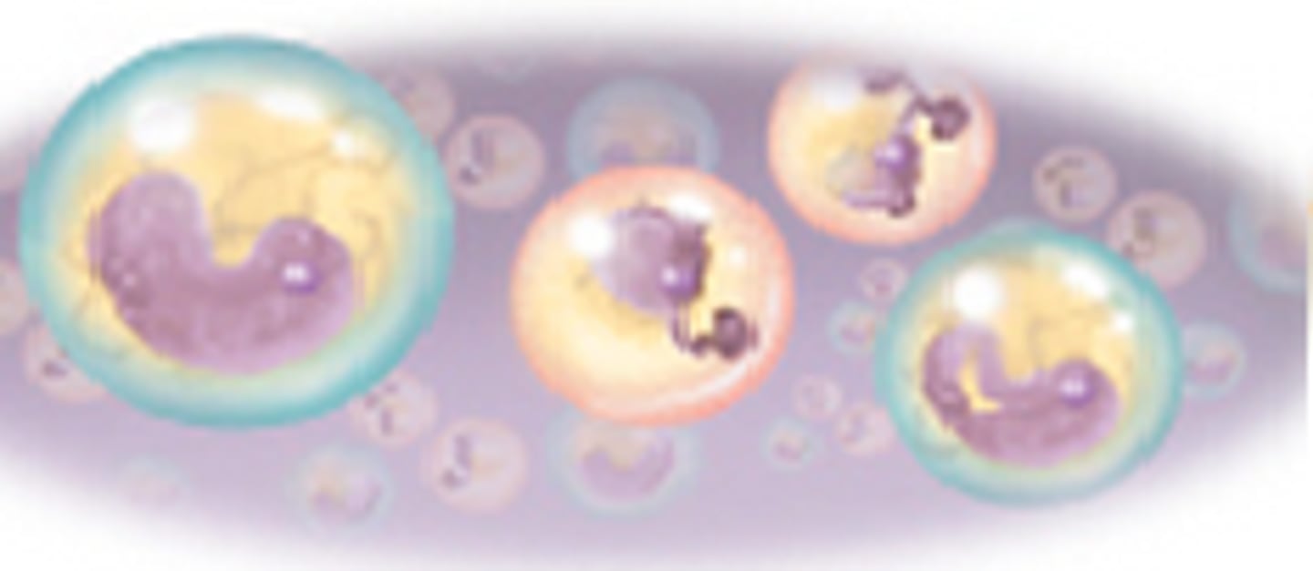 <p>(type of cell) round to oval</p>