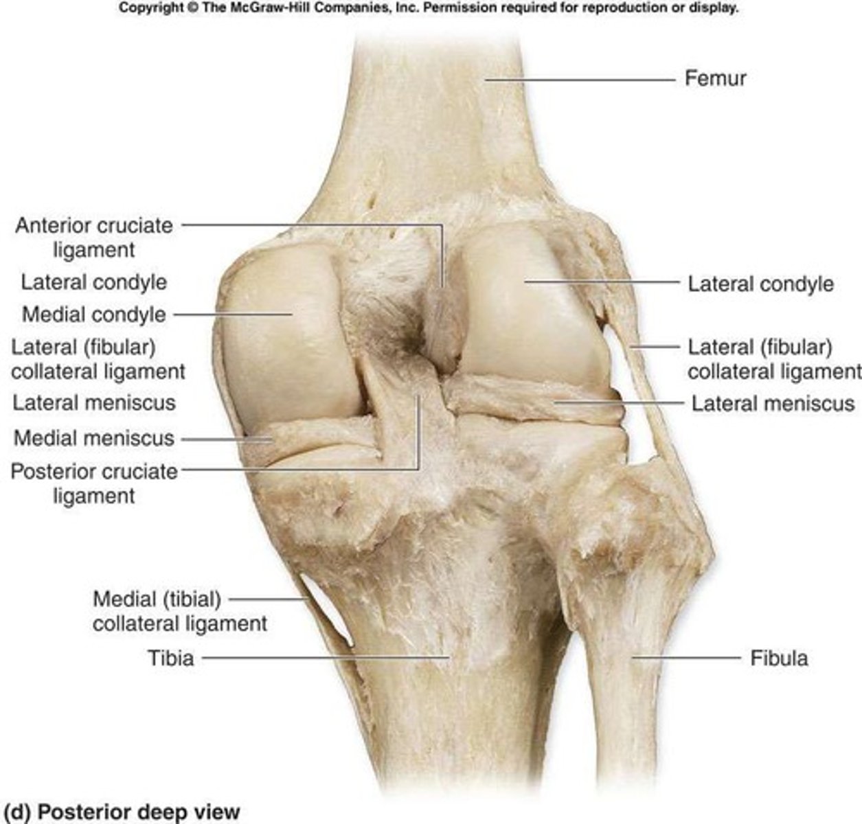 <p>They join bones to bones and provide reinforcement and strength.</p>