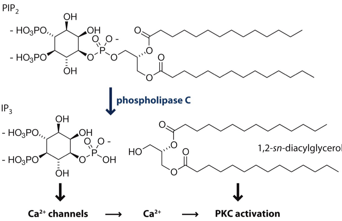 <ol><li><p>PIP<sub>2</sub> is broken down into IP<sub>3</sub> + DAG</p></li><li><p>IP<sub>3</sub> releases Ca<sup>2+</sup> from storage</p></li><li><p>DAG stays in membrane + helps activate PKC</p></li><li><p>PKC moves to membrane, binds DAG &amp; Ca<sup>2+</sup> + phosphorylates proteins</p></li></ol><p></p>