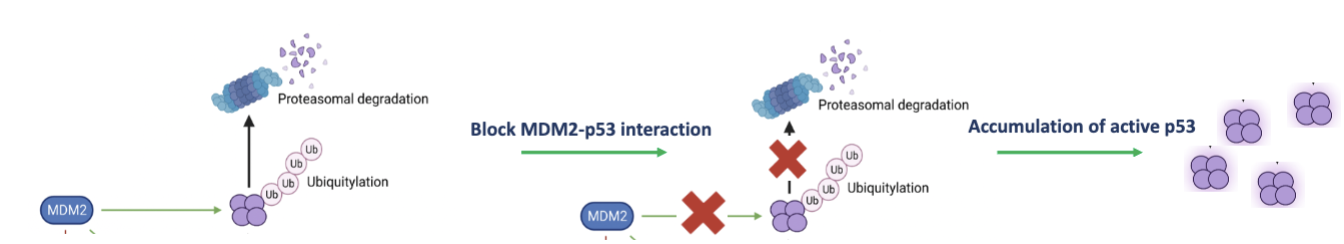 <p>In many tumours, p53 is not mutated but components of the negative regulatory pathway are amplified:</p><p>this stops p53 function</p><ul><li><p><span style="background-color: inherit; line-height: 22px; color: windowtext;"><span>Block interaction between p53 and mdm2 no more ubiquitination of p53 so more active in cells and more control</span></span><span style="line-height: 22px; color: windowtext;"><span>&nbsp;</span></span></p></li></ul><p>In these tumours there is an opportunity to reactivate wild-type p53 which would enable cell cycle blockade</p><p>Key to these strategies is the interaction between p53 and the negative regulator MDM2:</p>
