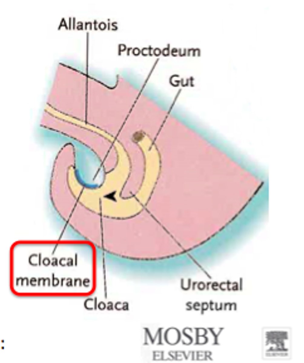 <p>A membrane at the caudal end of the embryo that marks the future openings of the anus and urogenital tract. 🚻</p>