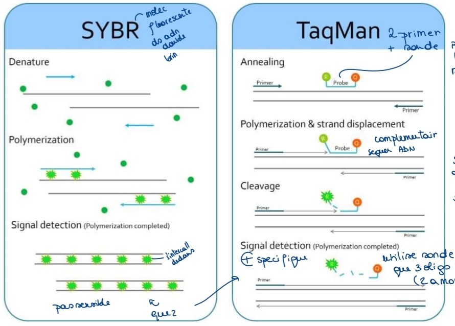 <p>Quantification fluorescence / cycle<br>SYBR Green (intercalant)<br>TaqMan (sonde spécifique)</p>