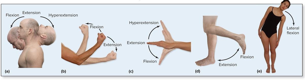 <p>dorsiflexion</p>