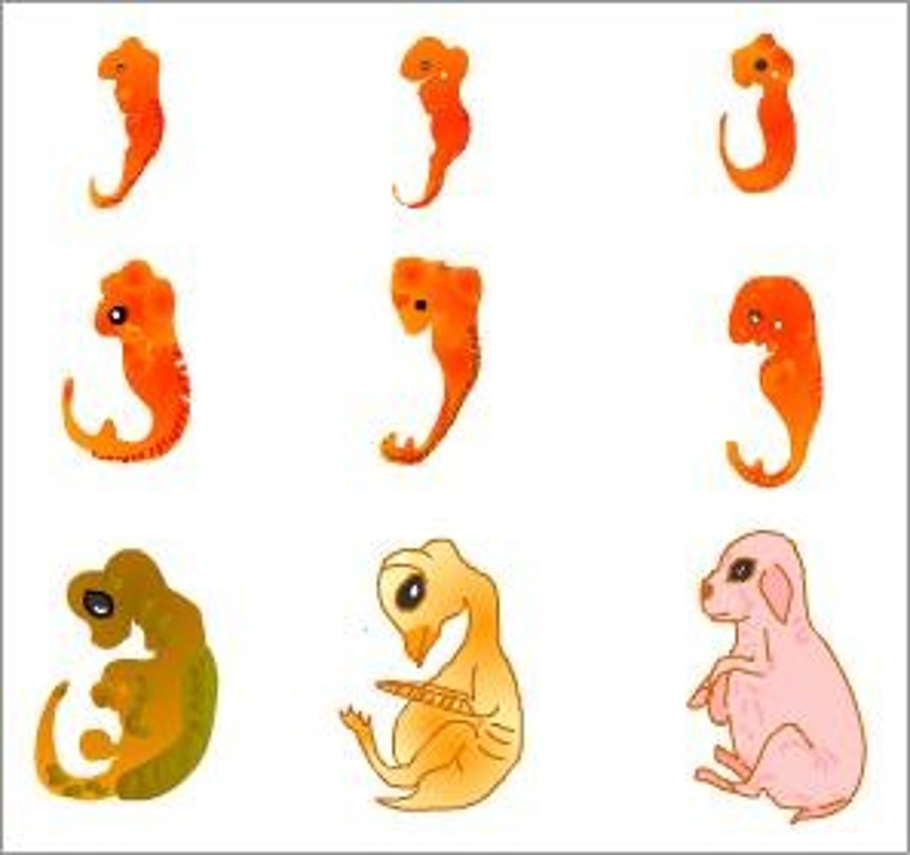 <p>Shows homologies not visible in adults</p>