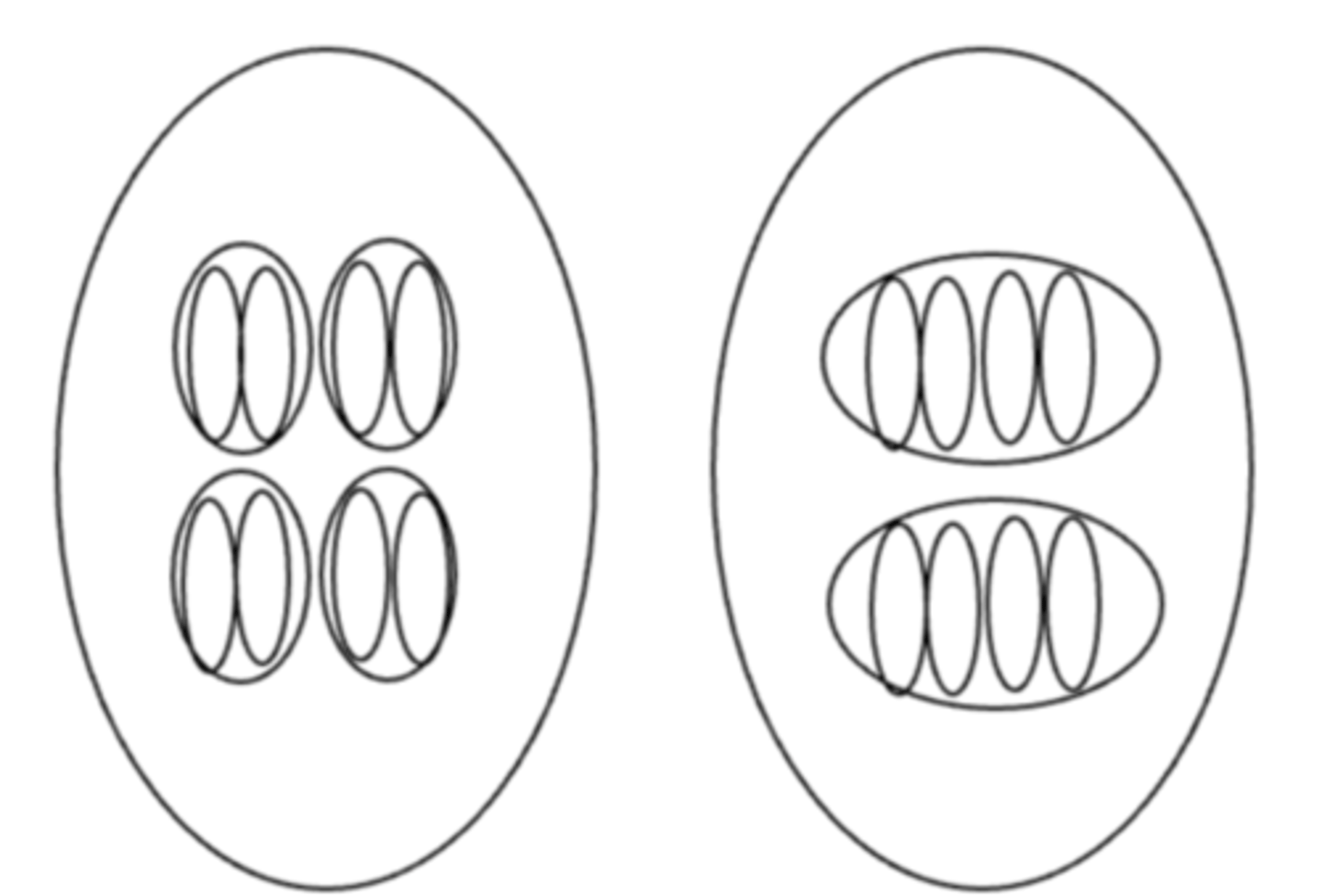 <p>Which image (left or right) displays the correct conformation of Eimeria spp. oocysts?</p>