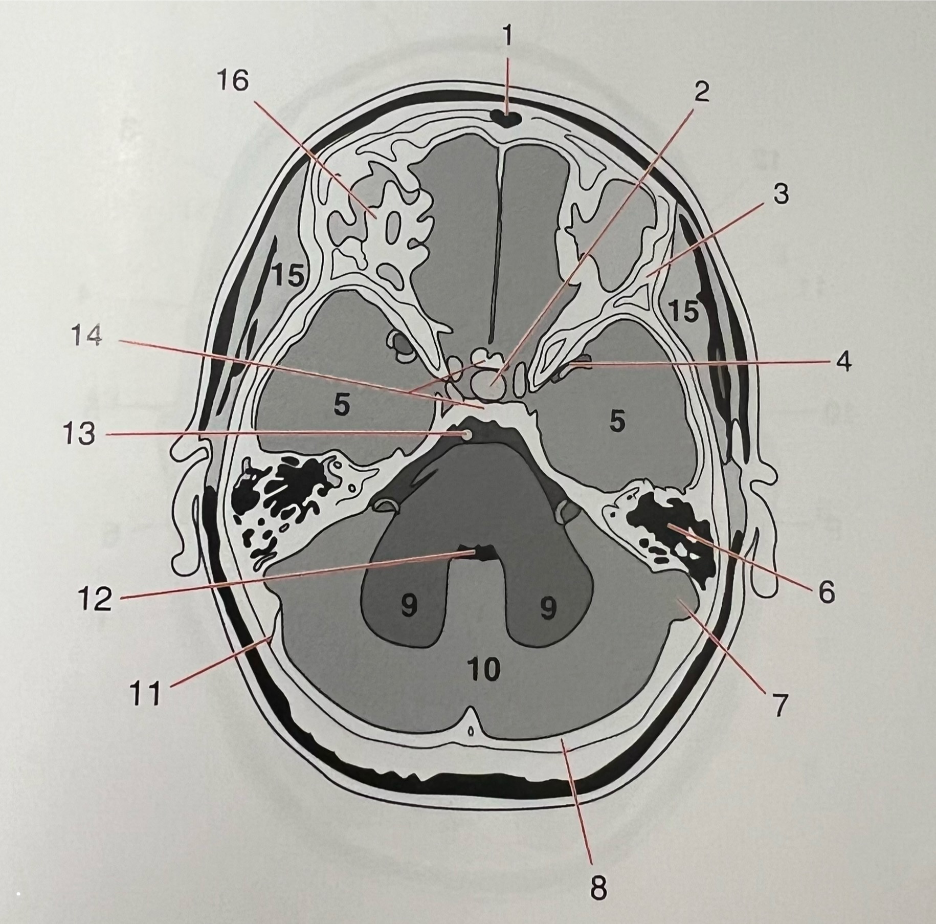 <p>13</p>