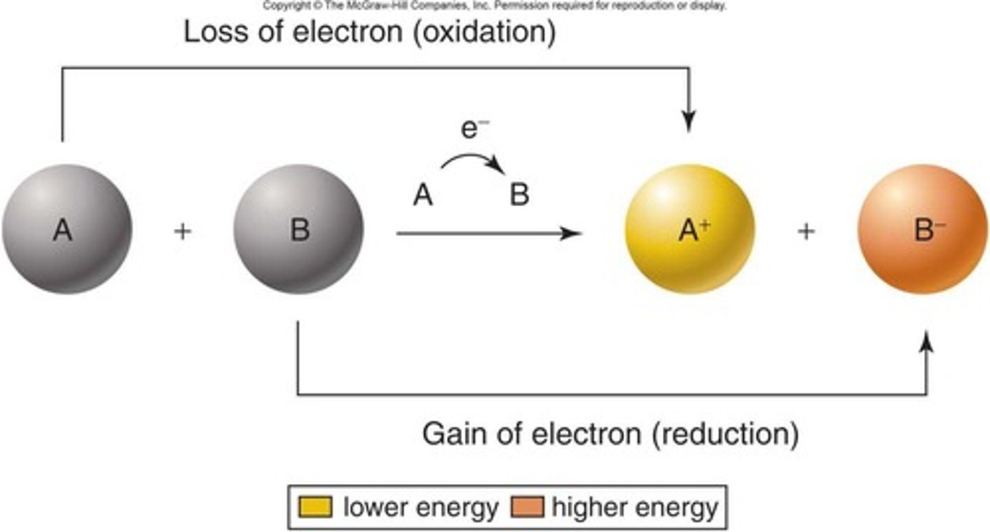 <p>Reactions transferring electrons and energy between molecules.</p>