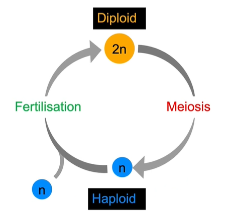 <ul><li><p>gametes contain one set of chromosomes (23 chromosome pairs in humans, 22 autosomes, a pair of sex chromosomes), the number of chromosomes is denoted by ‘n’ and is haploid</p></li><li><p>During reproduction, two haploid gametes fuse to form a zygote in fertilization. The zygote has two sets of chromosomes (46 chromosomes in humans), its chromosome number is ‘2n’ and is diploid</p></li></ul><p></p>