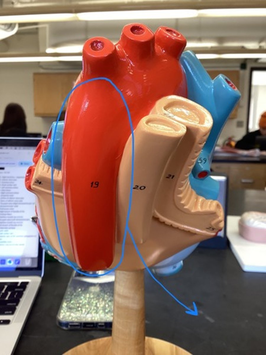 <p>artery that extends from renal artery and runs down spine to lower region of the body</p>