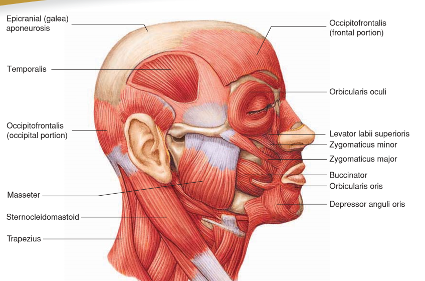 <p>• Origin: <strong><mark data-color="red">Occipital bone </mark></strong></p><p>• Insertion: <strong><mark data-color="blue">Skin of eyebrow and nose </mark></strong></p><p>• Action: <strong><mark data-color="green">Moves scalp; raises eyebrows</mark></strong></p>