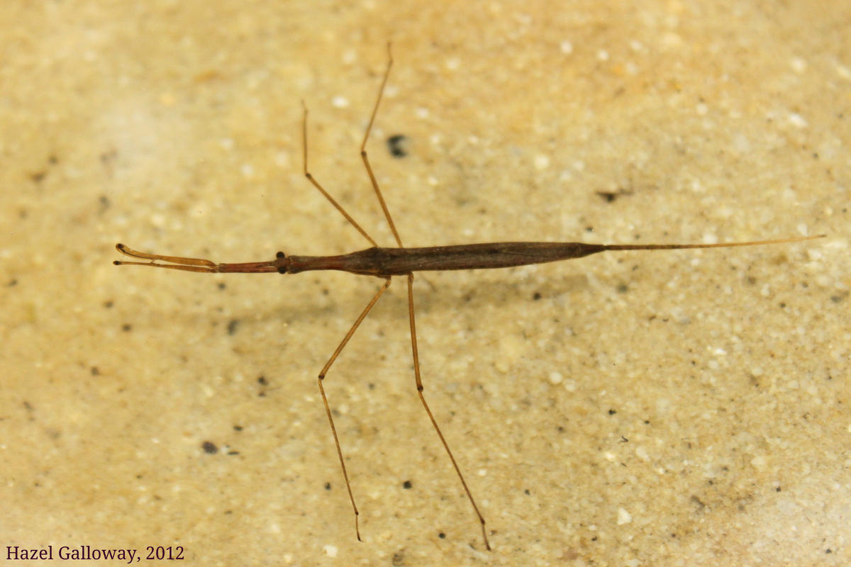 <p>water Scorpion (ranatra species; young kid I guess idk what they’re called)</p>